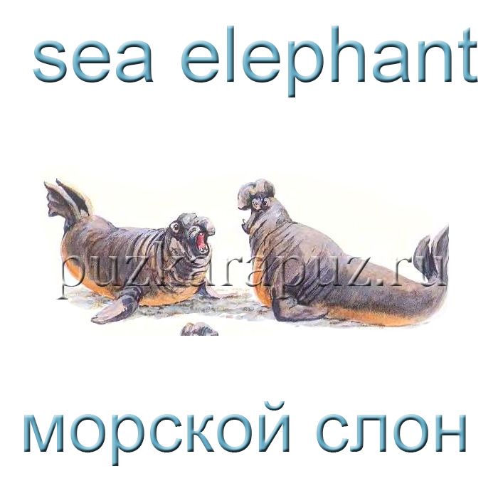 Названия морских животных на английском