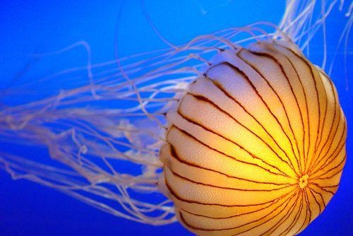 Инструкция по оказанию первой помощи при ожоге медузы