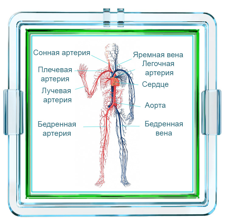 Общий план строения человека и процессы жизнедеятельности