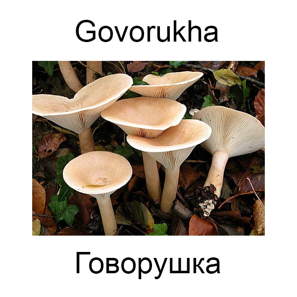Ягоды и грибы на английском