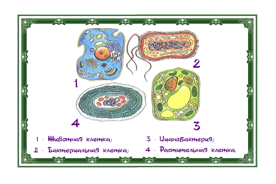 Разнообразие бактерий по виду