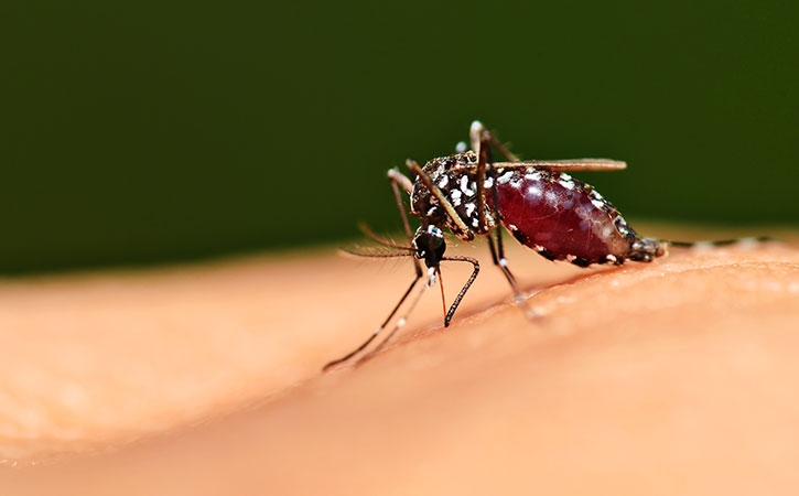 20 августа - Всемирный день комара (москита)