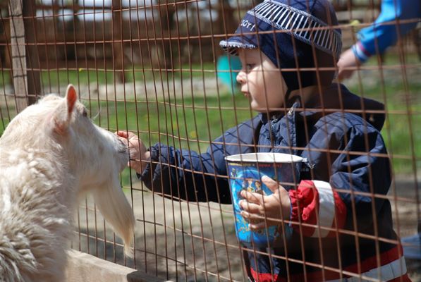 Зоопарк для малышей – отдых и развлечение
